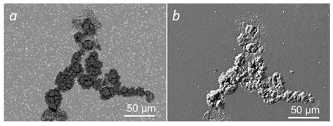 Review of Growth Defects in Thin Films Prepared by PVD Techniques