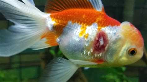 The Ultimate Guide for Fish Dropsy For Aquarists | Pets Nurturing