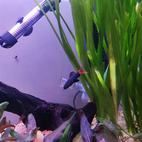 Can Fish See Water? Fish Vision and Other Curiosities