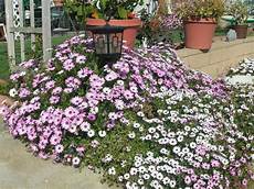 plantes vivaces pour talus plante couvre sol un tableau de couleurs naturelles dans plantes vivaces pour talus plante couvre sol un tableau de couleurs naturelles dans
