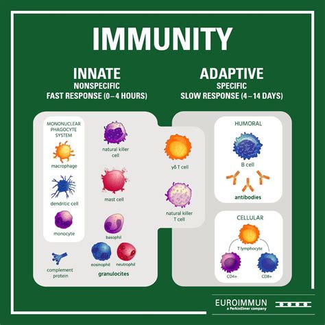 What Is Immunity And What Are The Types Of Immunity at Timothy Rinaldi blog