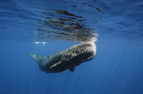 Make an API Python 的图像结果