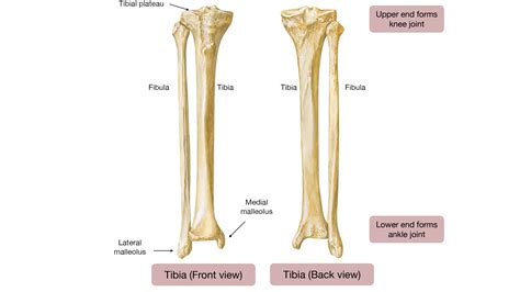Tibia Labeled
