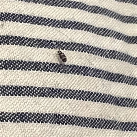 Tiny bright yellow spider in Southern California. Hard to get a good ...