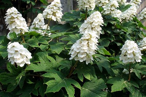 Oakleaf Hydrangeas | Hydrangea quercifolia, Oakleaf hydrangea, Large ...