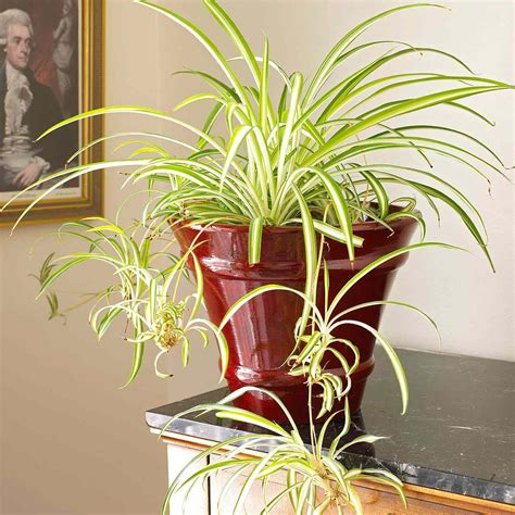 Spider Plant | Better Homes & Gardens