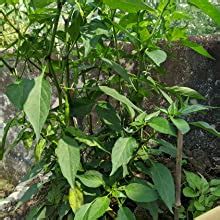 Shiviproducts Liquid Fertilizer Fulvic Acid Rich in Amino acids ...