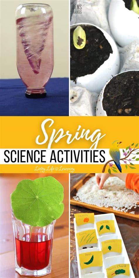 Image result for Spring Science Activities