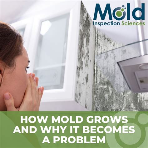 How Mold Grows