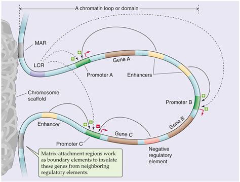 Image result for Locus Control Region Gene Expression