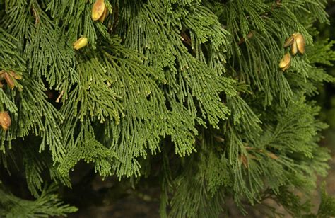 Calocedrus decurrens | Incense cedar - Van den Berk Nurseries