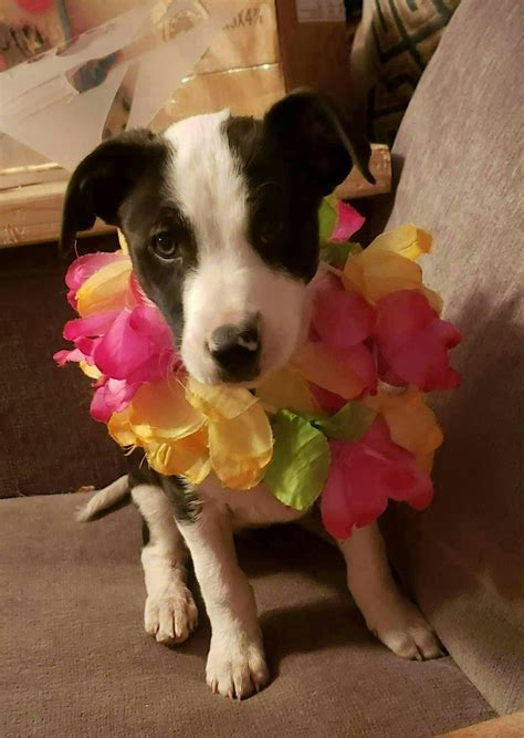 Gourmet Pancake Benefit for Mijah & Annies Orphans, American Legion ...