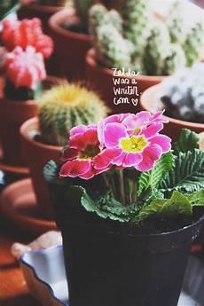 frasi e fiori fiori frasi una primula non fa primavera was frasi e fiori fiori frasi una primula non fa primavera was