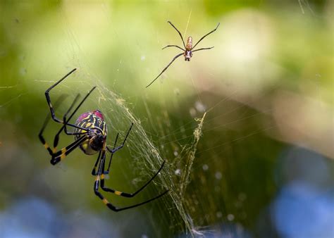 Beautiful female trichonephila clavata (Joro spider) with a male. This ...