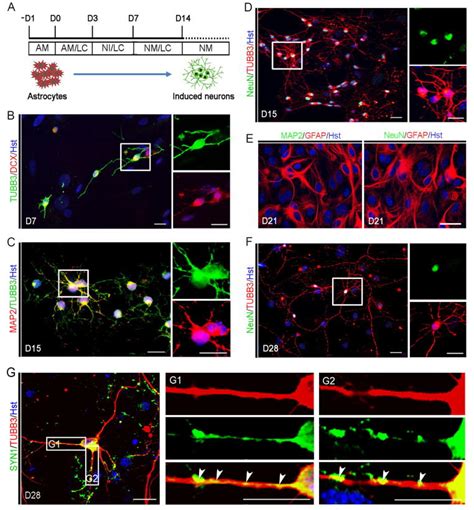 Image result for Astrocyte Neuron Reprogramming