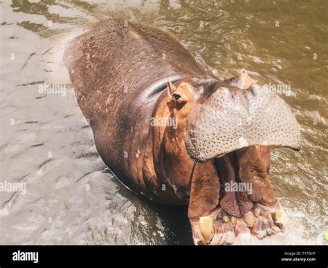 Hippopotamus mouth -Fotos und -Bildmaterial in hoher Auflösung – Alamy