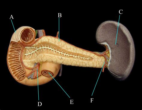 Duodenum Definition 的图像结果