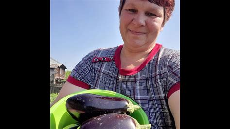 Обзор теплиц с огурцами, перцами, баклажанами и томатами🥒🍆🍅.Сбор ...