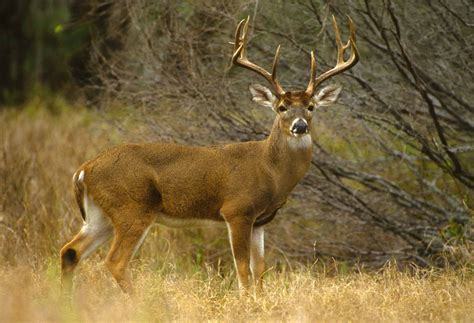 Archery Deer Season In Missouri at Cooper Mcguigan blog