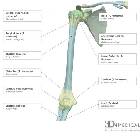 Bones – Advanced Anatomy 2nd. Ed.