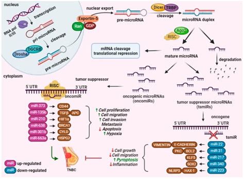 Regulation of Inflammasome by microRNAs in Triple-Negative Breast ...