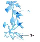 In the figure given below the plant bears two different types of ...