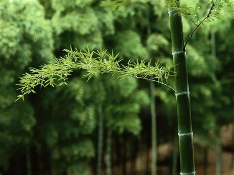 竹子的寓意 竹子的寓意和象征 - 天气加