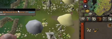 OSRS Best AFK Hunter Methods - 1-99 Hunter Guide - NovaMMO