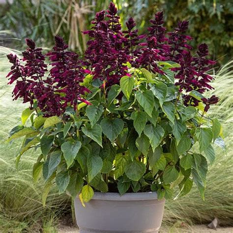 Buy Salvia Plants online from Nurserylive at lowest price.