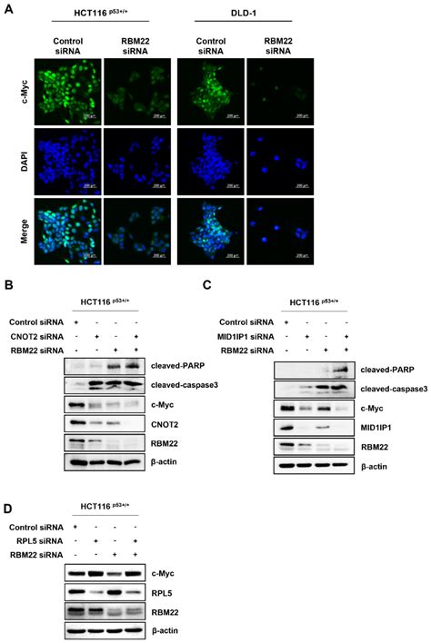 RNA-Binding Motif Protein 22 Induces Apoptosis via c-Myc Pathway in ...