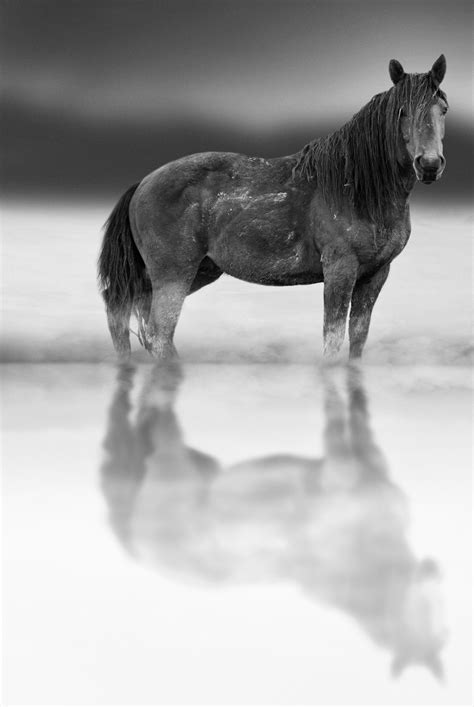 Shane Russeck - Black and White Photography of Wild Horse Mustang "Wild ...