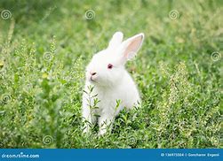 Image result for Rabbit in a Nest with Baby's
