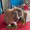 Image result for Dwarf Holland Lop Bunnies