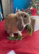 Image result for Cute Holland Lop Bunnies