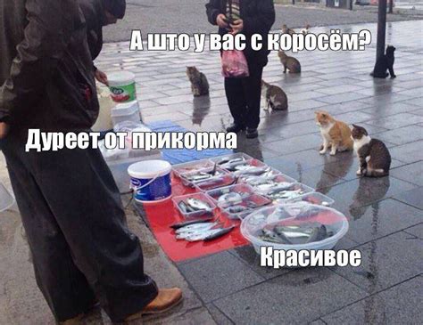 Карась дуреет от этой прикормки: что это за мем, откуда появился ...