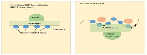 DNA Modification 的图像结果