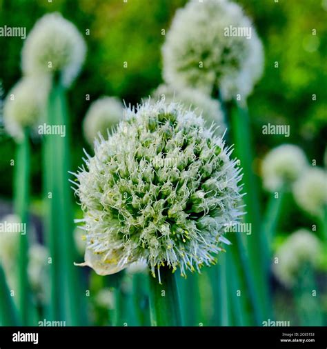 Blooming flower of Welsh onion in the vegetable garden, Allium ...