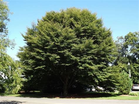 Fagus sylvatica 'Asplenifolia' - fernleaf European beech | The Dawes ...