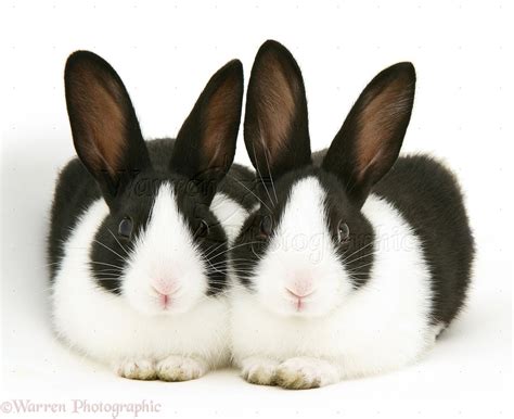 Black-and-white rabbits photo WP10109