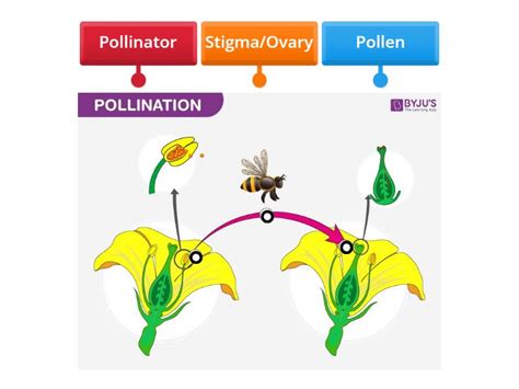 Pollination Explained 的图像结果