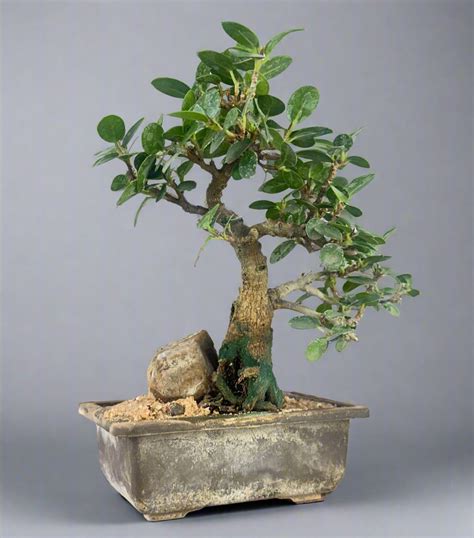 Green Paradise Ficus Compacta Bonsai Tree 008 ( get the same tree show ...