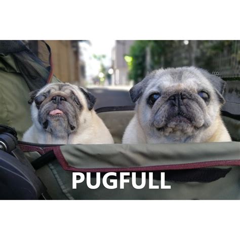 BLOG | PUGFULL