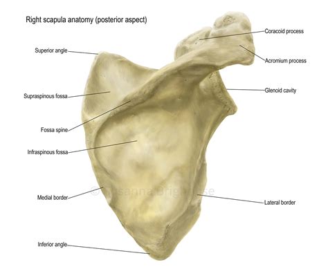 Scapula Bone Labeled Lateral View at Michael Harbour blog