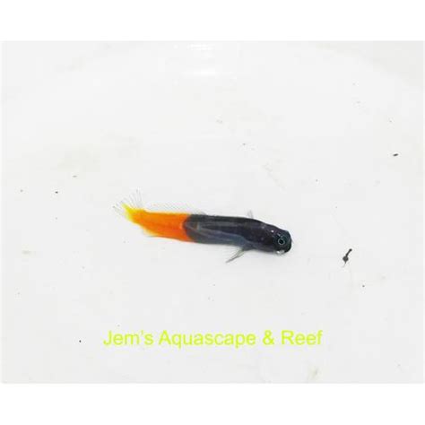 Jual Ikan Air Laut Jabing Ekor Kuning / Jabing Merah (Bicolor Blenny ...
