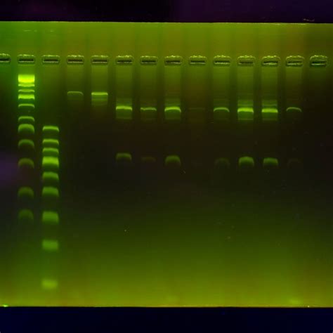 Biotechnology Projects 的图像结果