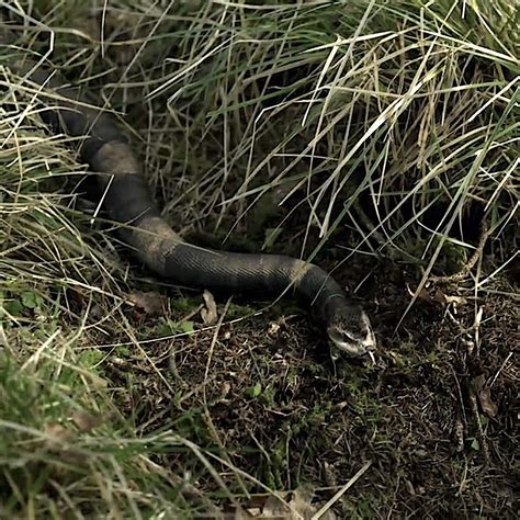 venomous snakes of North Carolina – Outlander Anatomy