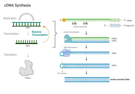 cDNA Synthesis Protocol 的图像结果