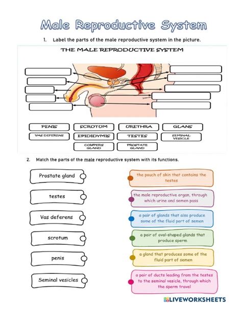 Image result for Male Reproductive System Worksheet