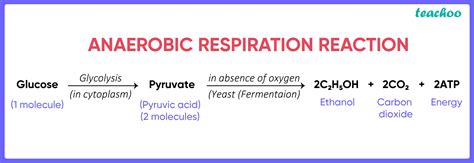 Anaerobic Respiration In Muscles