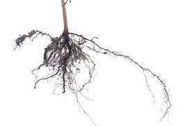 root system 的图像结果